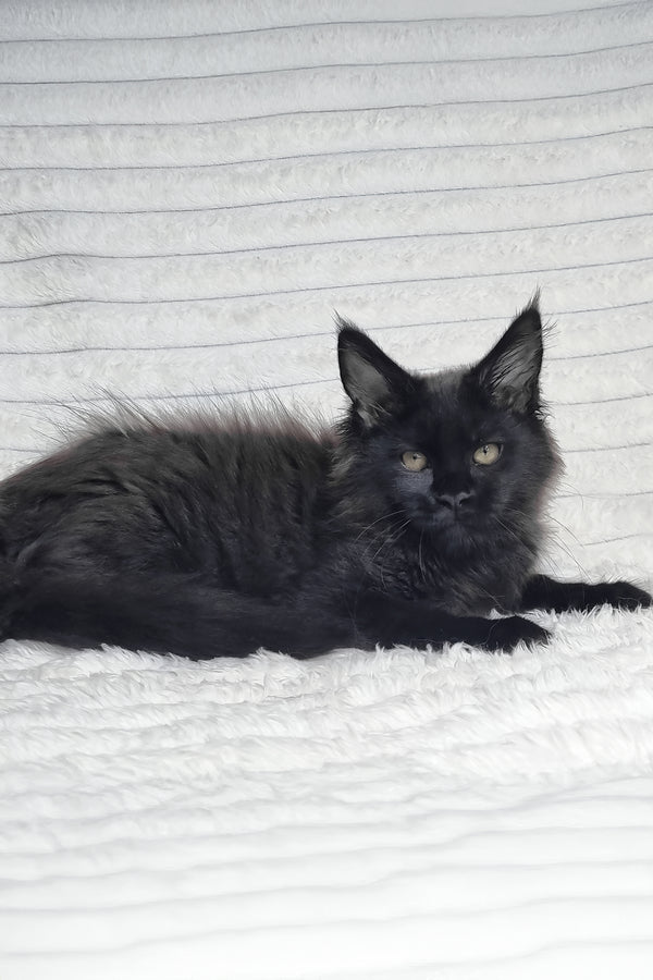 Lika | Maine Coon Kitten