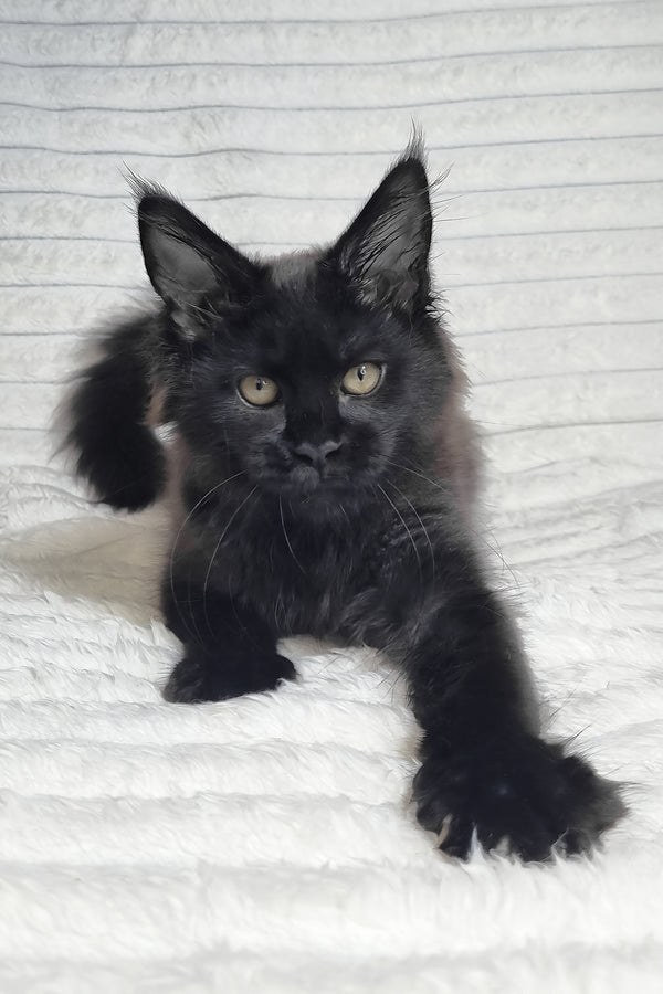 Lika | Maine Coon Kitten
