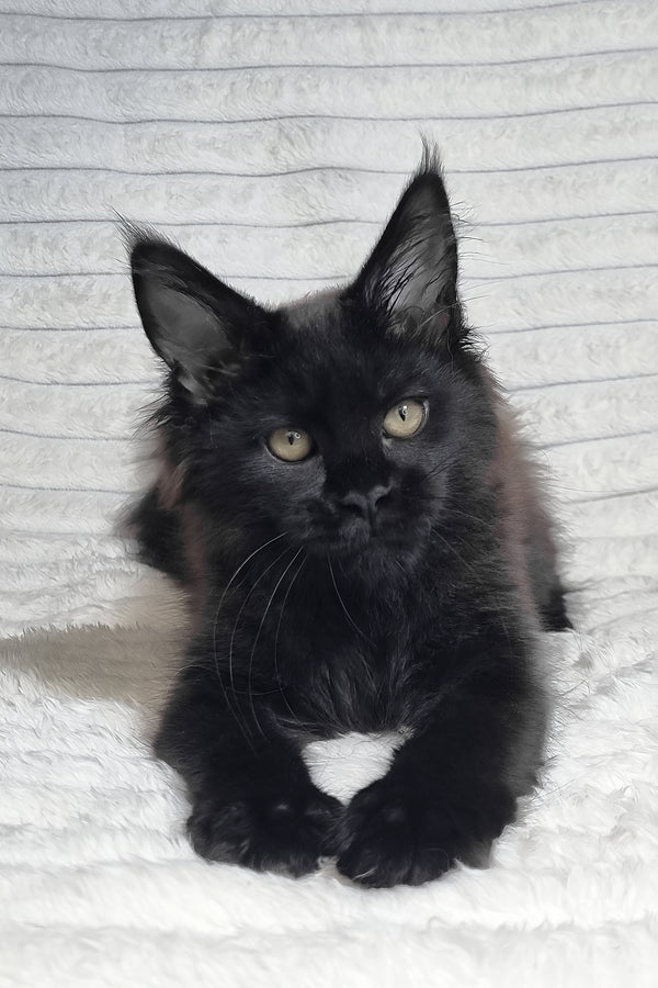 Lika | Maine Coon Kitten