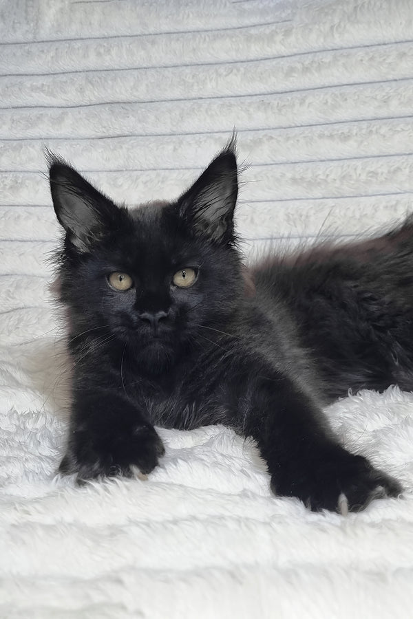 Lika | Maine Coon Kitten