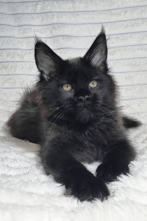 Lika | Maine Coon Kitten