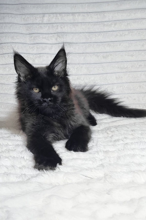 Lika | Maine Coon Kitten