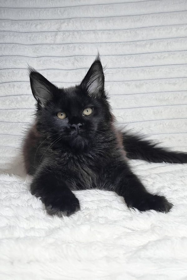Lika | Maine Coon Kitten