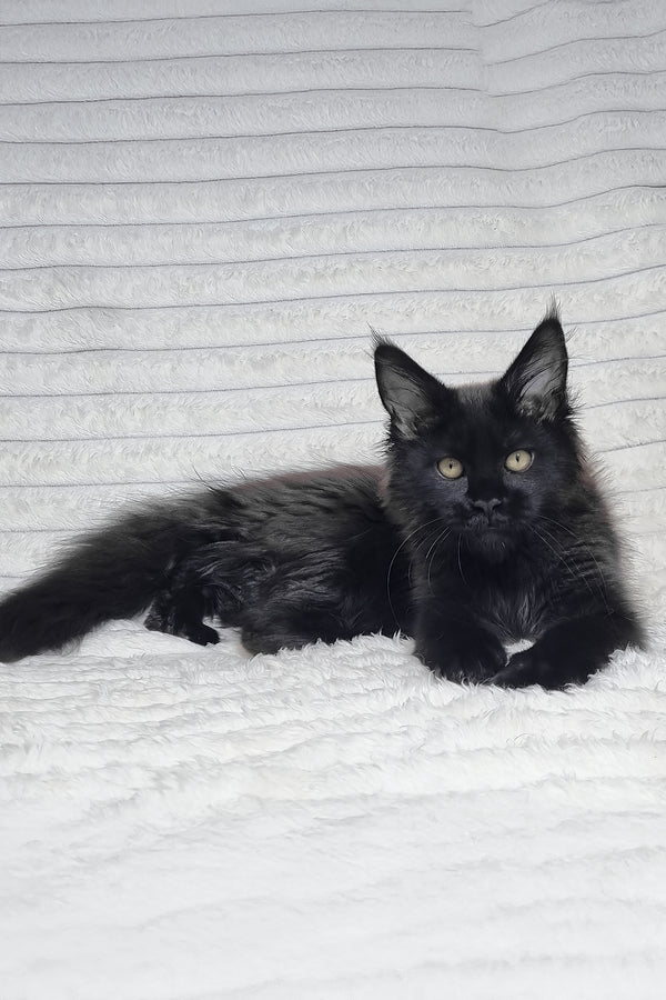 Lika | Maine Coon Kitten
