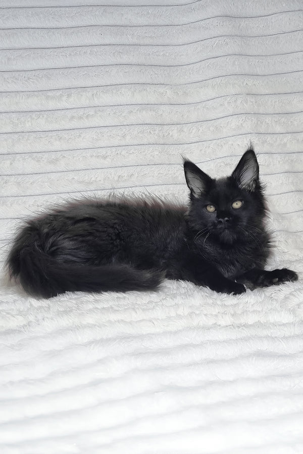 Lika | Maine Coon Kitten