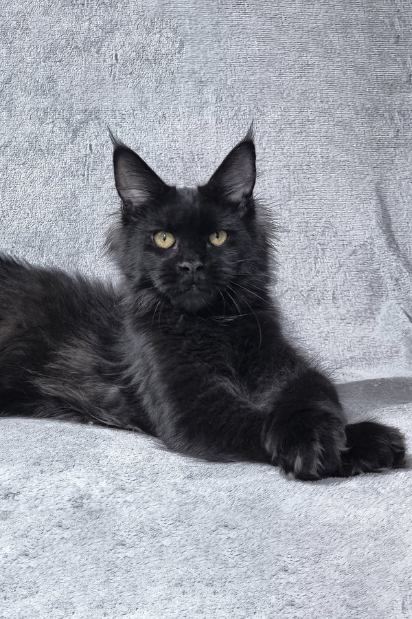 Lika | Maine Coon Kitten