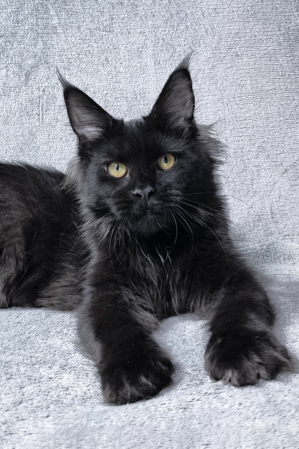 Lika | Maine Coon Kitten