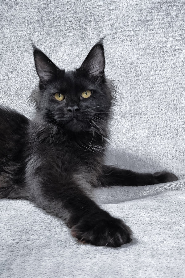 Lika | Maine Coon Kitten