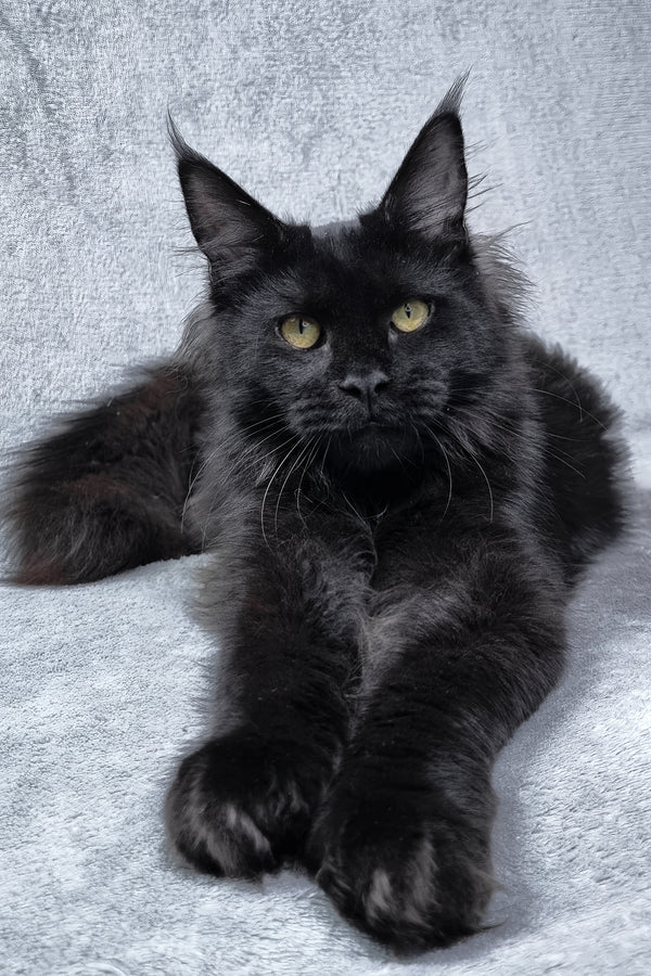 Lika | Maine Coon Kitten