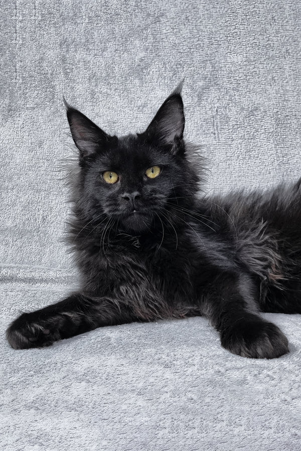 Lika | Maine Coon Kitten