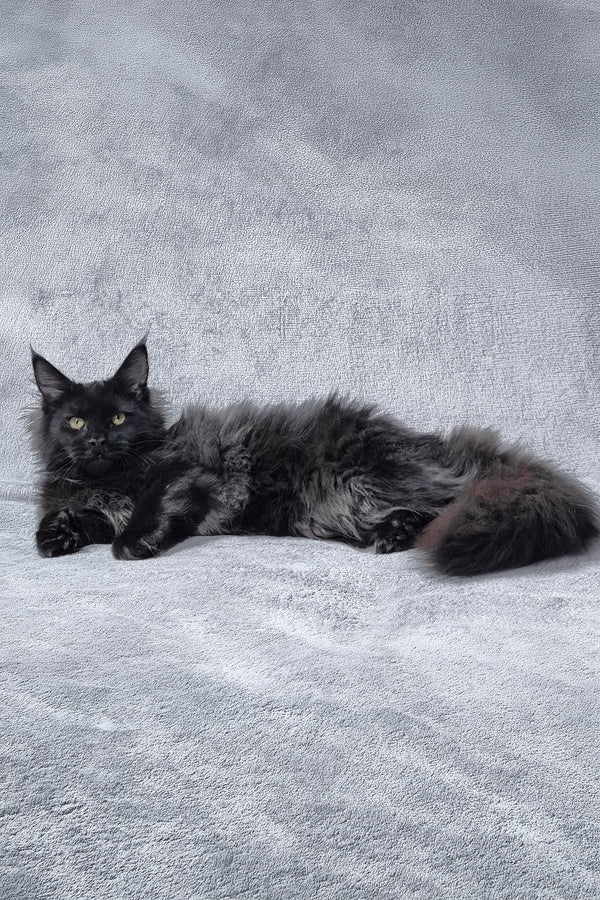 Lika | Maine Coon Kitten