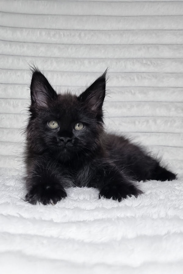 Lika | Maine Coon Kitten