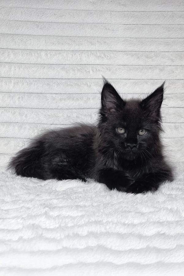 Lika | Maine Coon Kitten