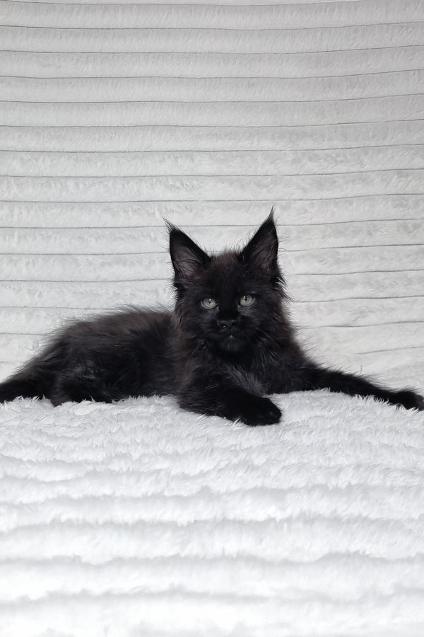 Lika | Maine Coon Kitten