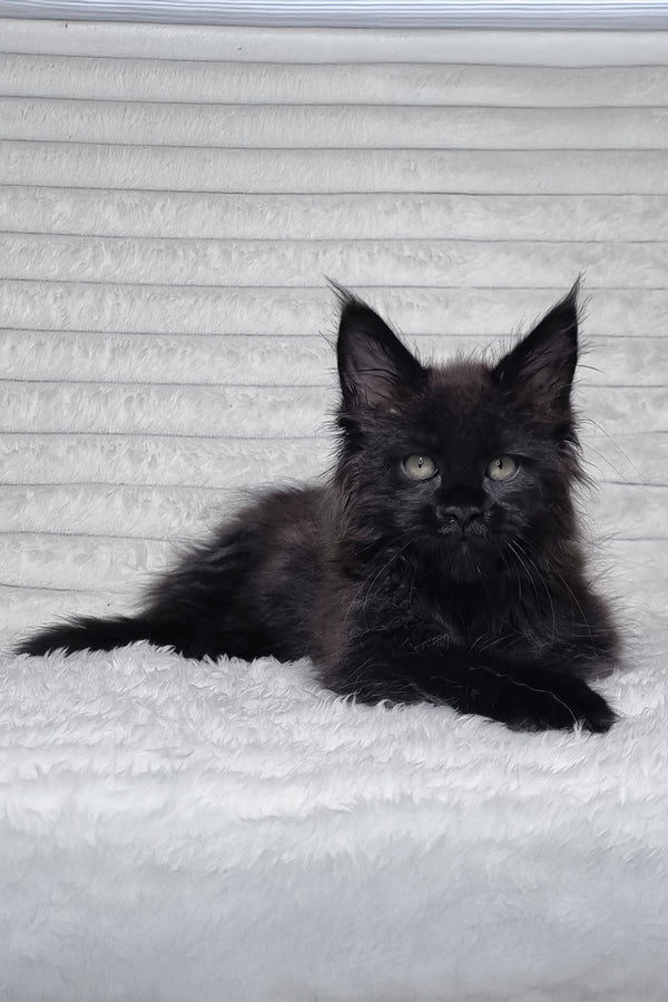 Lika | Maine Coon Kitten