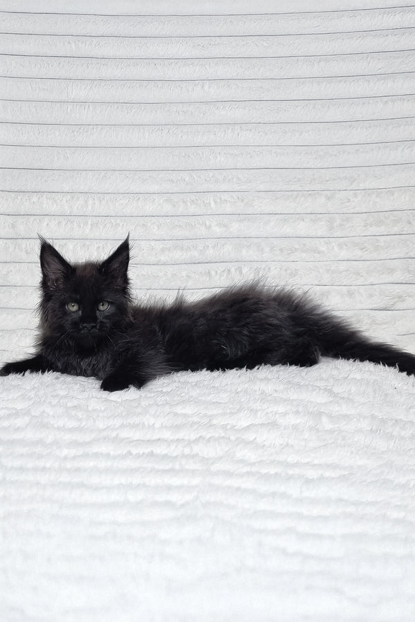 Lika | Maine Coon Kitten