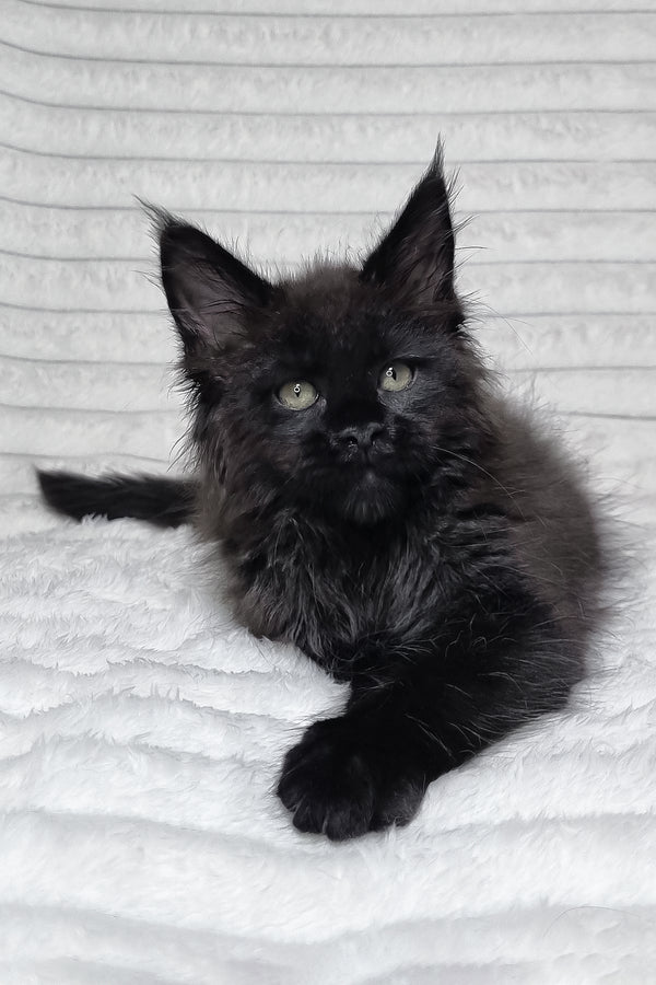 Lika | Maine Coon Kitten