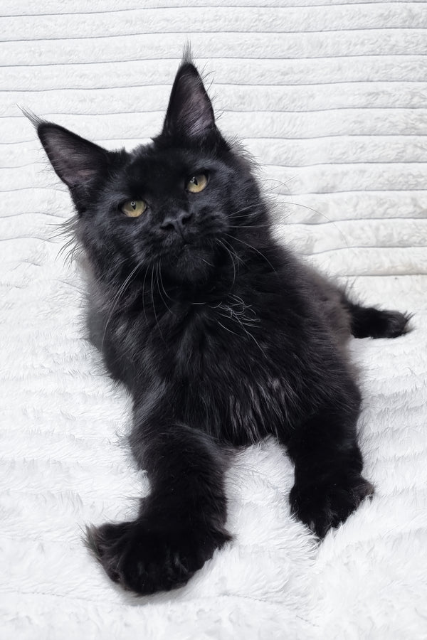 Lika | Maine Coon Kitten