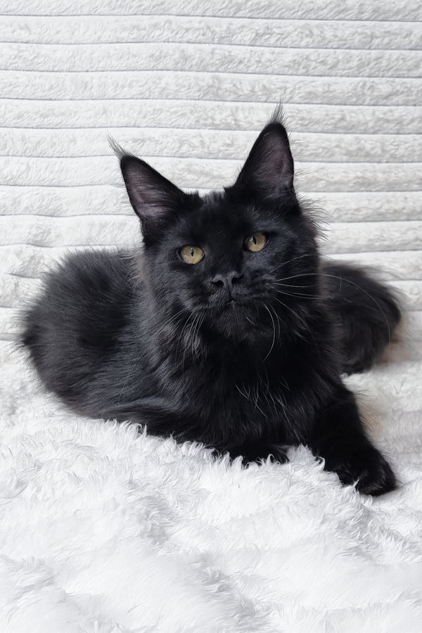 Lika | Maine Coon Kitten