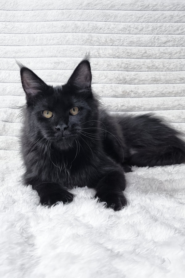 Lika | Maine Coon Kitten