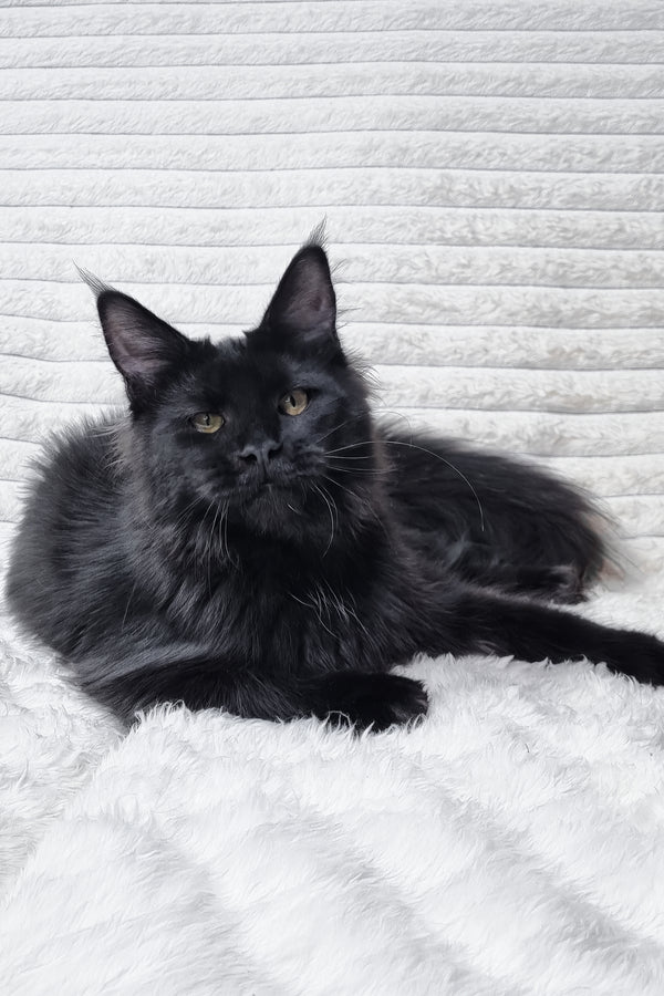 Lika | Maine Coon Kitten
