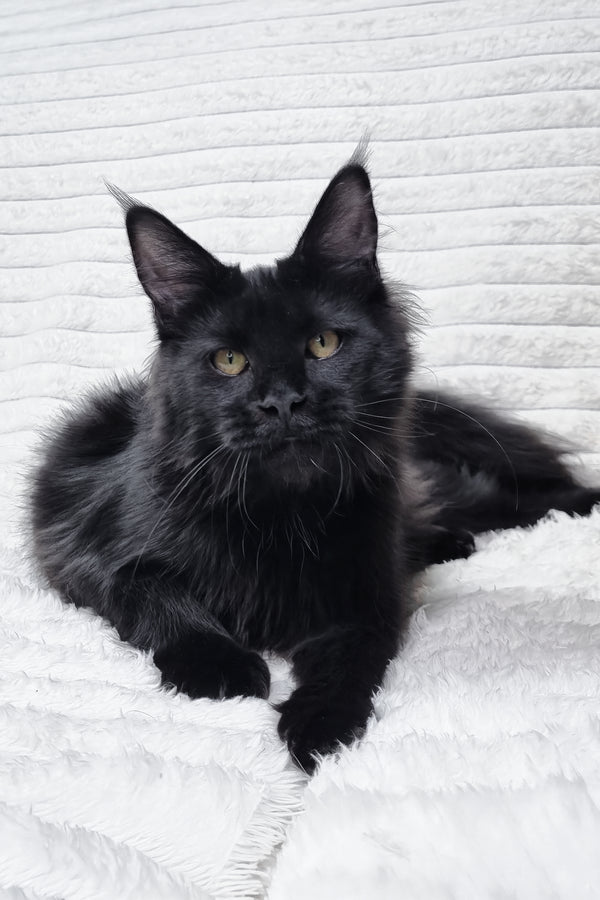 Lika | Maine Coon Kitten