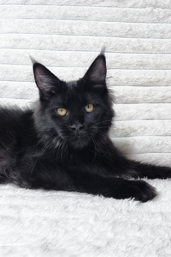 Lika | Maine Coon Kitten