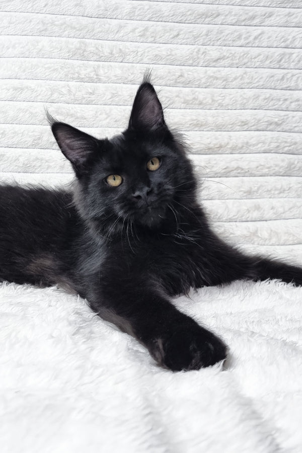 Lika | Maine Coon Kitten