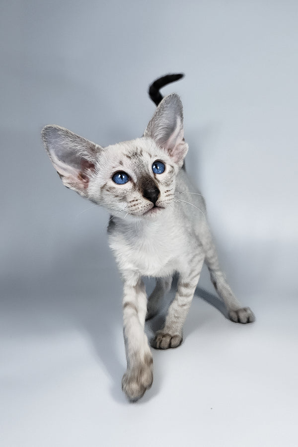 Lileya | Oriental Shorthair Kitten