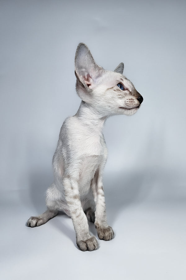 Lileya | Oriental Shorthair Kitten