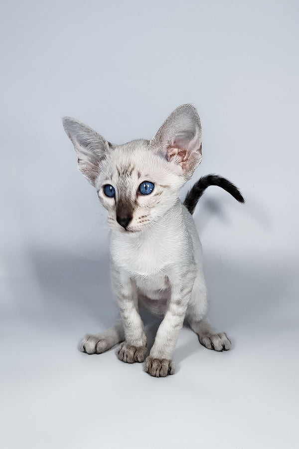Lileya | Oriental Shorthair Kitten