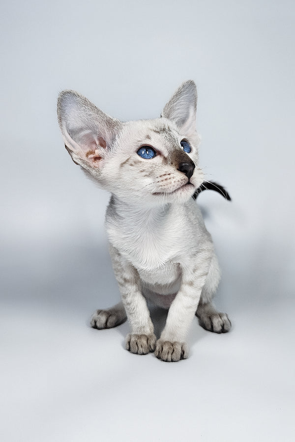 Lileya | Oriental Shorthair Kitten