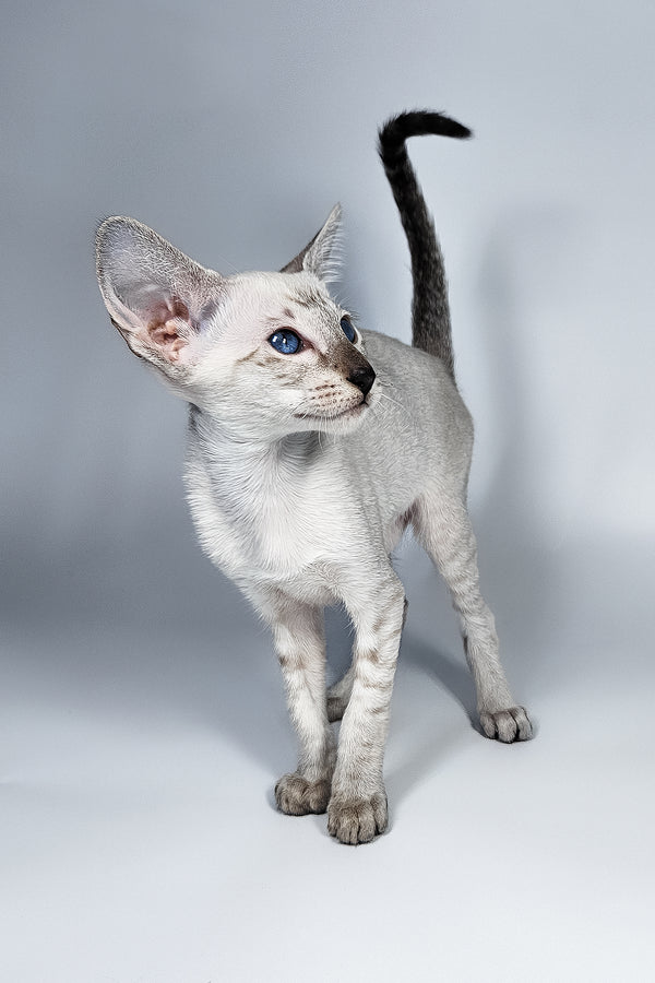 Lileya | Oriental Shorthair Kitten