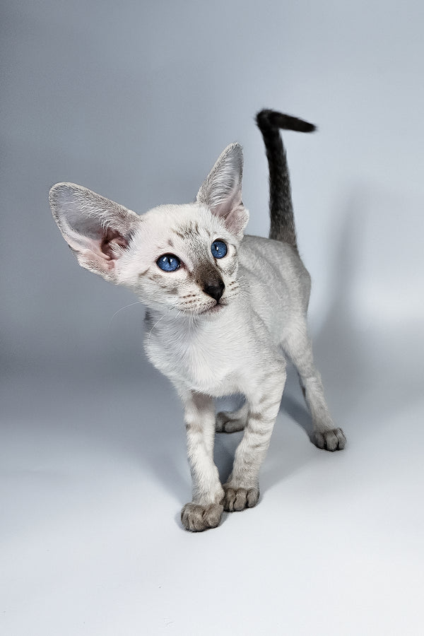Lileya | Oriental Shorthair Kitten