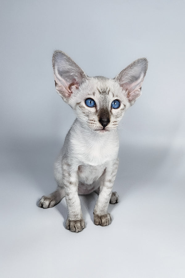 Lileya | Oriental Shorthair Kitten