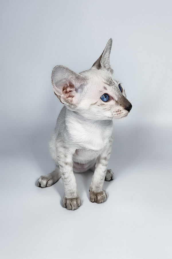 Lileya | Oriental Shorthair Kitten