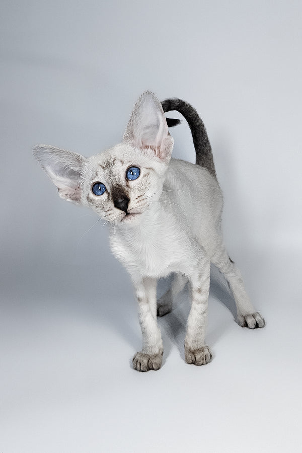 Lileya | Oriental Shorthair Kitten