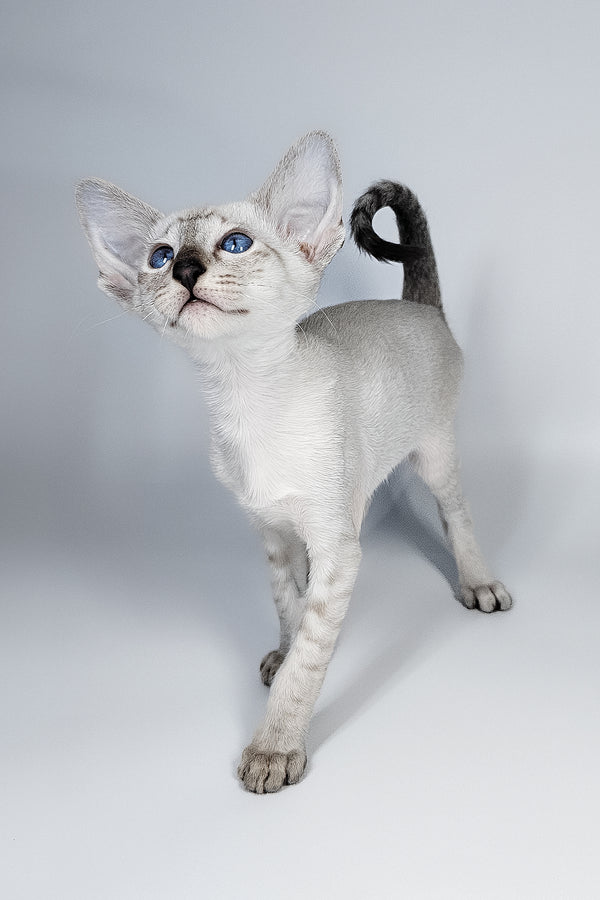 Lileya | Oriental Shorthair Kitten