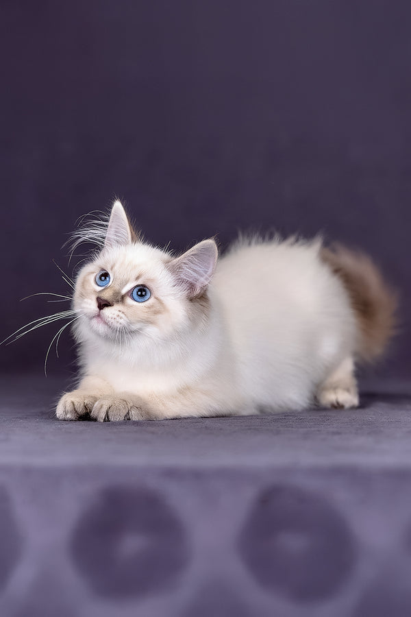 Lilia | Siberian Kitten