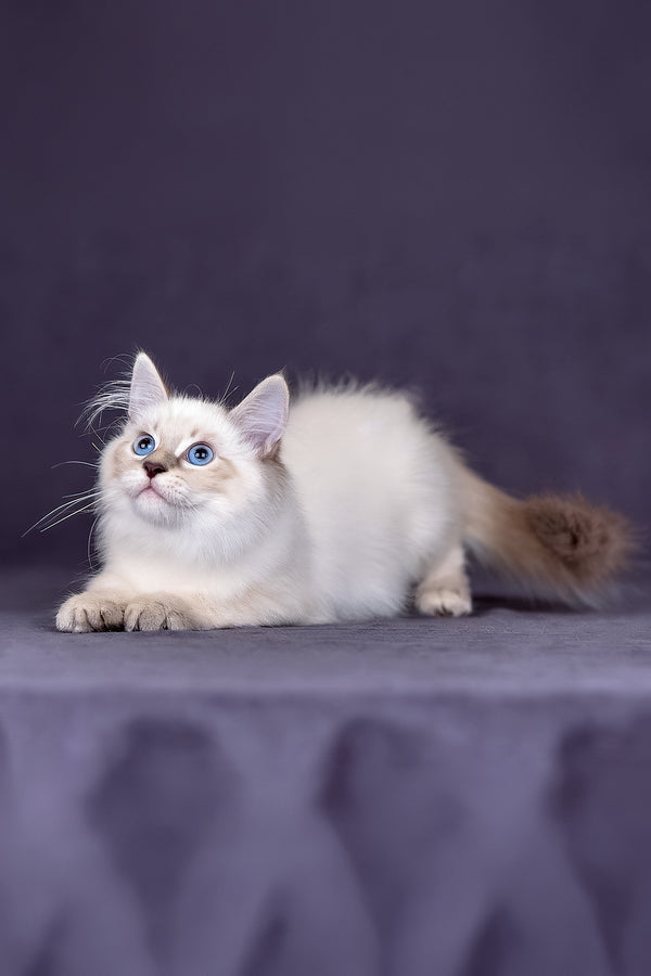 Lilia | Siberian Kitten