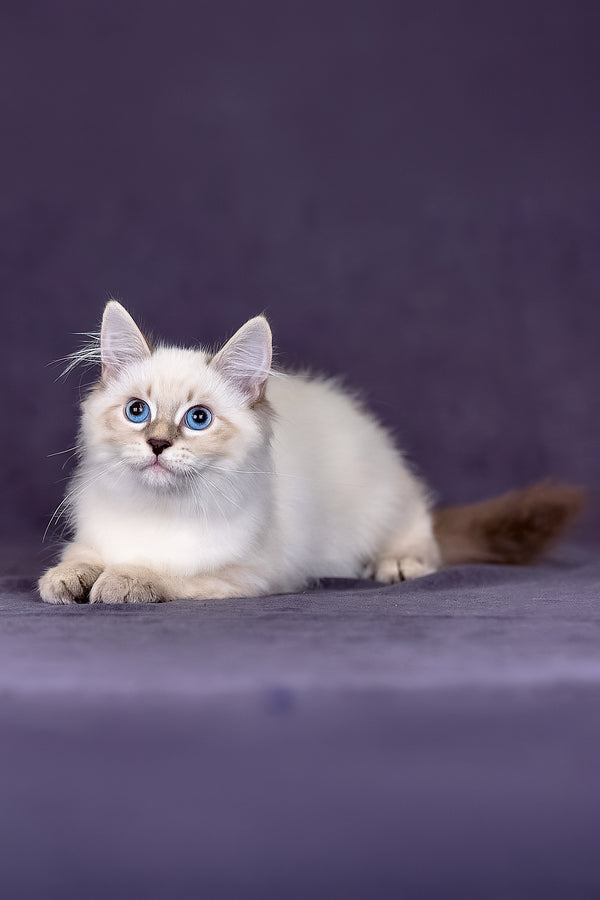 Lilia | Siberian Kitten