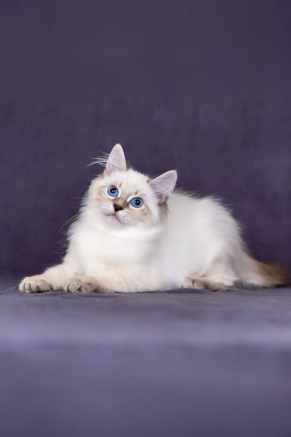 Lilia | Siberian Kitten