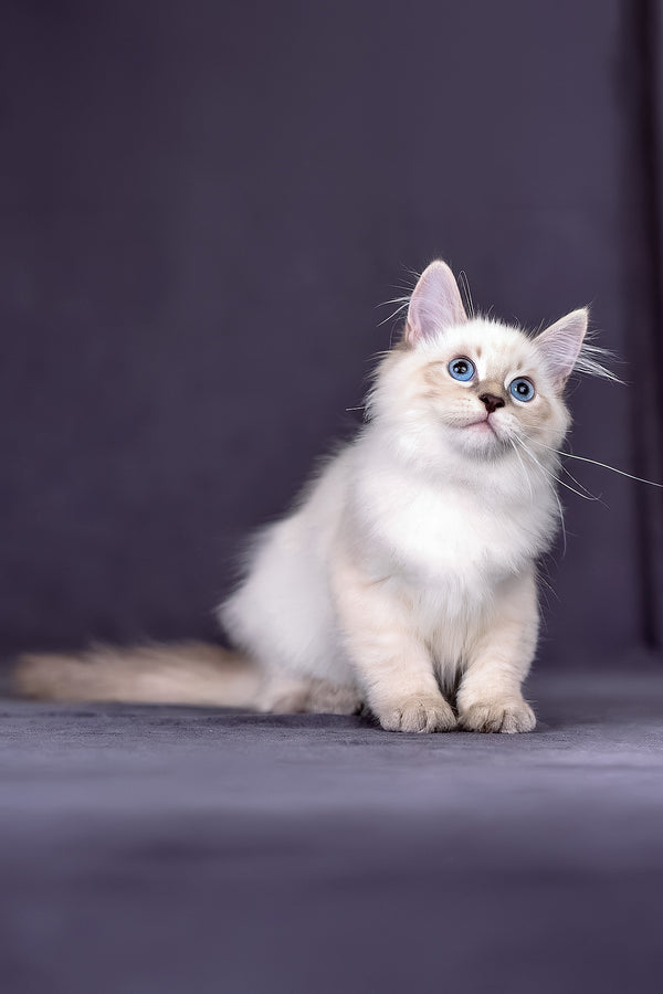 Lilia | Siberian Kitten