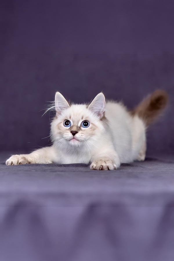 Lilia | Siberian Kitten