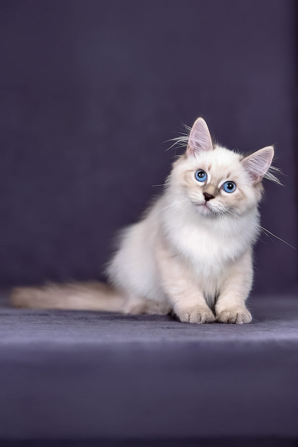 Lilia | Siberian Kitten