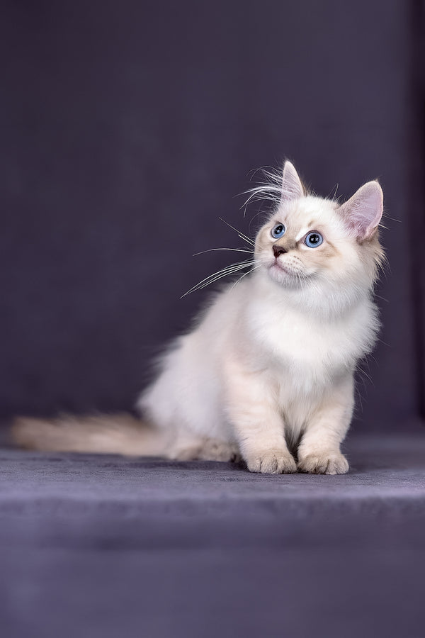Lilia | Siberian Kitten