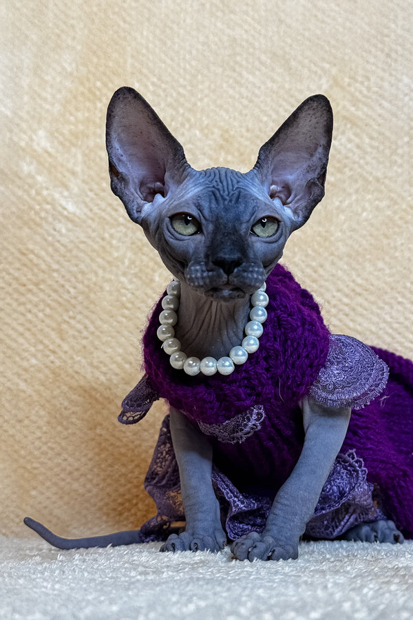 Lilu | Canadian Sphynx Kitten
