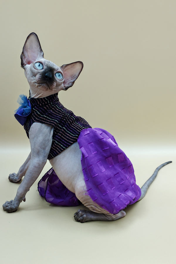 Lilu | Sphynx Kitten