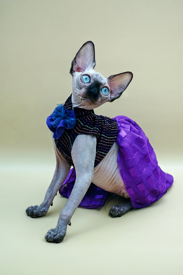 Lilu | Sphynx Kitten