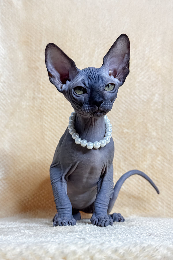 Lilu | Canadian Sphynx Kitten